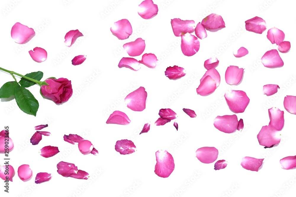 In selective focus a sweet pink rose blossom with many flower corollas on white isolated background In selective focus a sweet pink rose blossom with many flower corollas on white isolated background