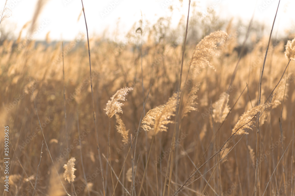 Fototapeta premium soft focus of reeds stalks blowing in the wind at golden sunset light. Sun rays shining through dry reed grasses in sunny weather
