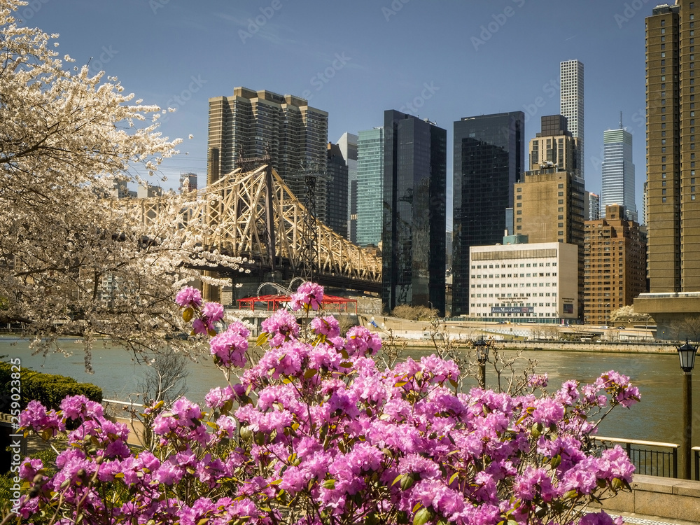 Εκτύπωση καμβά Cherry blossom festival at Roosevelt Island, NYC