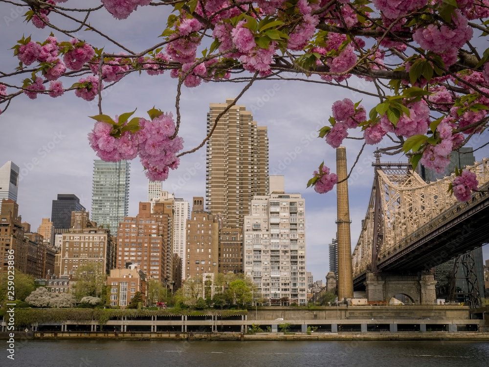 Φωτογραφία Cherry blossom festival at Roosevelt Island, NYC