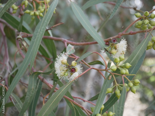 white eucalyptus flowers on a branch on a spring day. blue-leaved oil mallee. Eucalyptus polybractea. photo