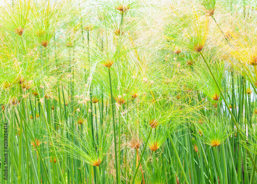 Obraz premium Cyperus papyrus close up background.