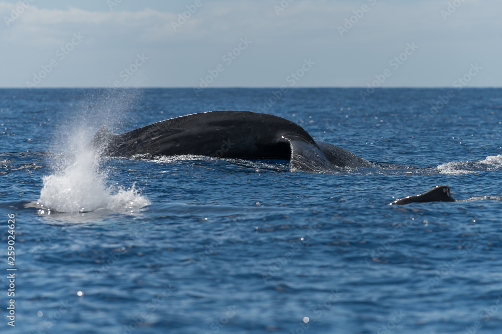 Fototapeta premium Humpback whale blowing or spouting.