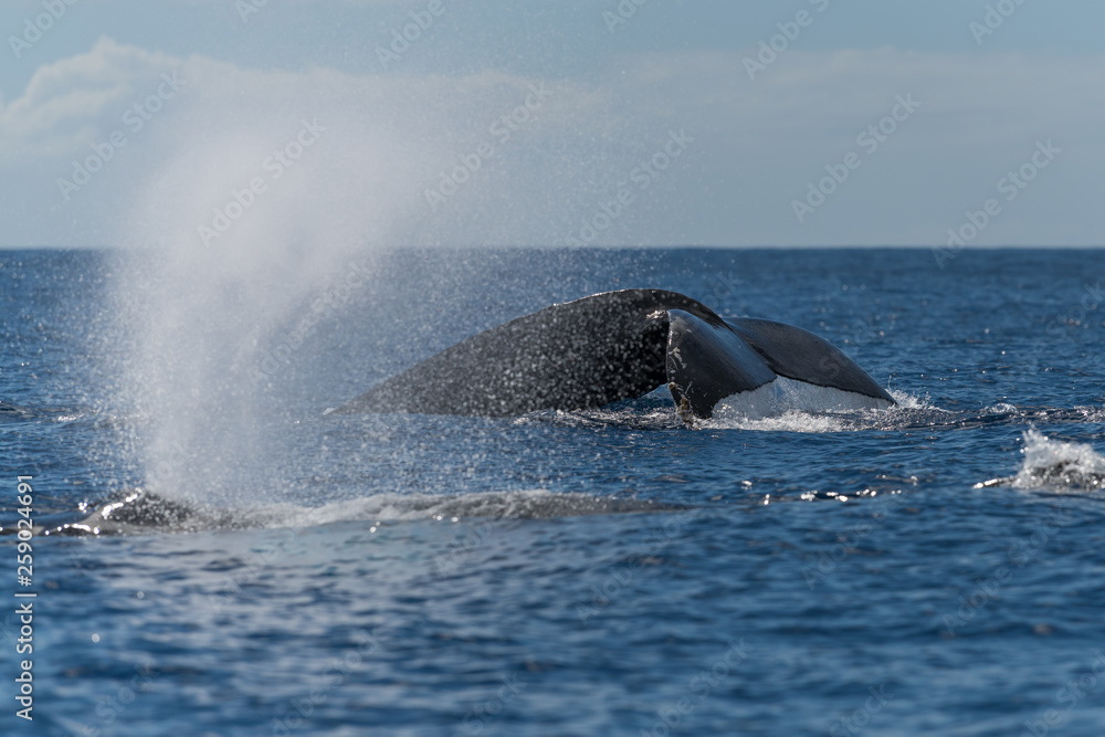 Fototapeta premium Humpback whale blowing or spouting.