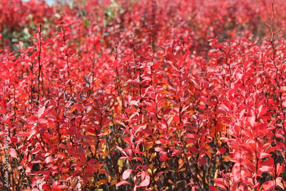 MATORRAL DE HOJAS ROJAS, rojo, naturaleza, flor, huerta, verde, campa, rosa, hermoso, primavera, hojas, florecer, flora, brillante, color, floral, variopinto MATORRAL DE HOJAS ROJAS, rojo, naturaleza, flor, huerta, verde, campa, rosa, hermoso, primavera, hojas, florecer, flora, brillante, color, floral, variopinto