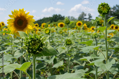 Blooming sunflowers against the backdrop of a cloudy summer sky. Agricultura Ukraine. Space for text. Copy space.