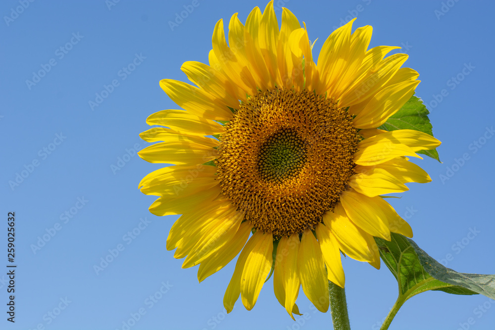Blooming sunflowers against the backdrop of a cloudy summer sky. Agricultura Ukraine. Space for text. Copy space. Blooming sunflowers against the backdrop of a cloudy summer sky. Agricultura Ukraine. Space for text. Copy space.