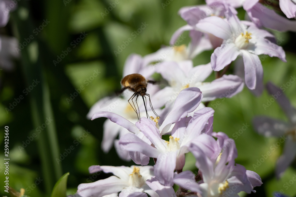 Wollschweber am Schneeglanz Chionodoxa forbesii Wollschweber am Schneeglanz Chionodoxa forbesii