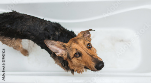 Bathing of the funny mixed breed dog. Dog taking a bubble bath. Grooming dog. photo