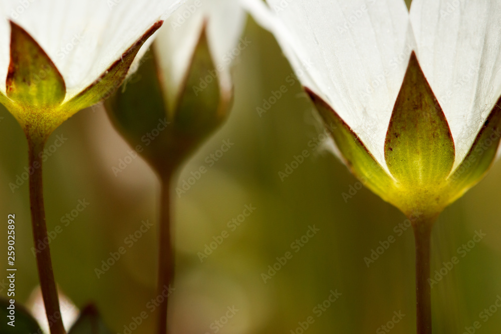Φωτογραφία Artistic closeup of white meadowfoam (Limnanthes alba) wild flowers with glowing
