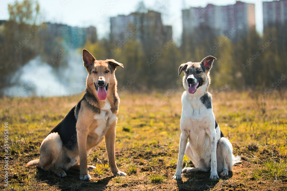 Two mongrel dogs sitting on sunny green meadow and looking at camera. Forest and buildings background
