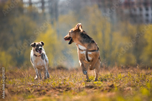 Two running mongrel dogs in yellow meadow at sunny day