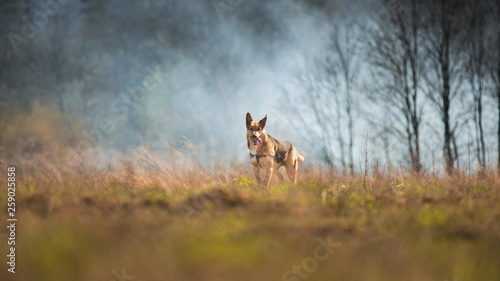 Portrait happy mongrel dog walking on sunny green field. Forest and smoke background © Alexandr