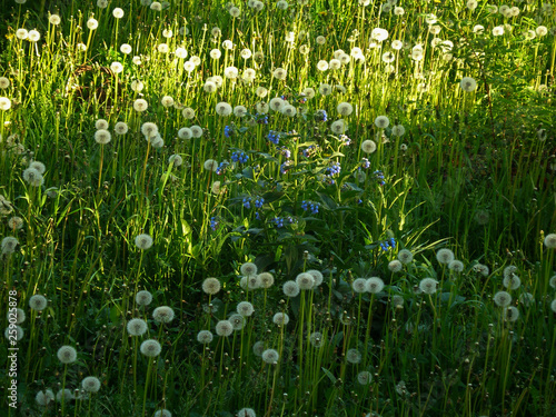 Spring meadow with dandelions and blue flowers
