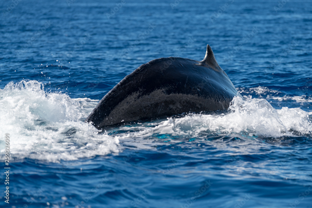Naklejka premium Humpback whale dorsal fin.