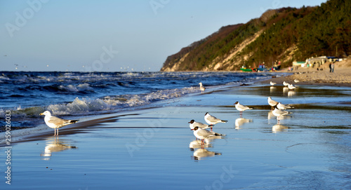 Gulls on the seashore in Międzyzdroje.
