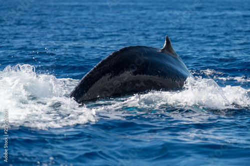 Humpback whale dorsal fin. © davidhoffmann.com