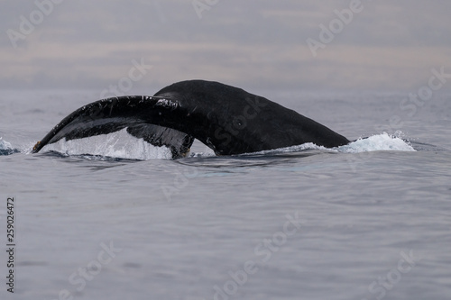 Humpback whale tail fluke. © davidhoffmann.com