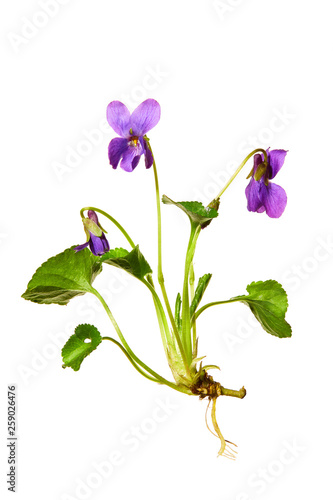 Sweet violet or wood violet, (viola odorata) isolated on white background.