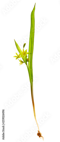 Medicinal plant Yellow Star-of-Bethlehem  Gagea lutea  isolated on white background