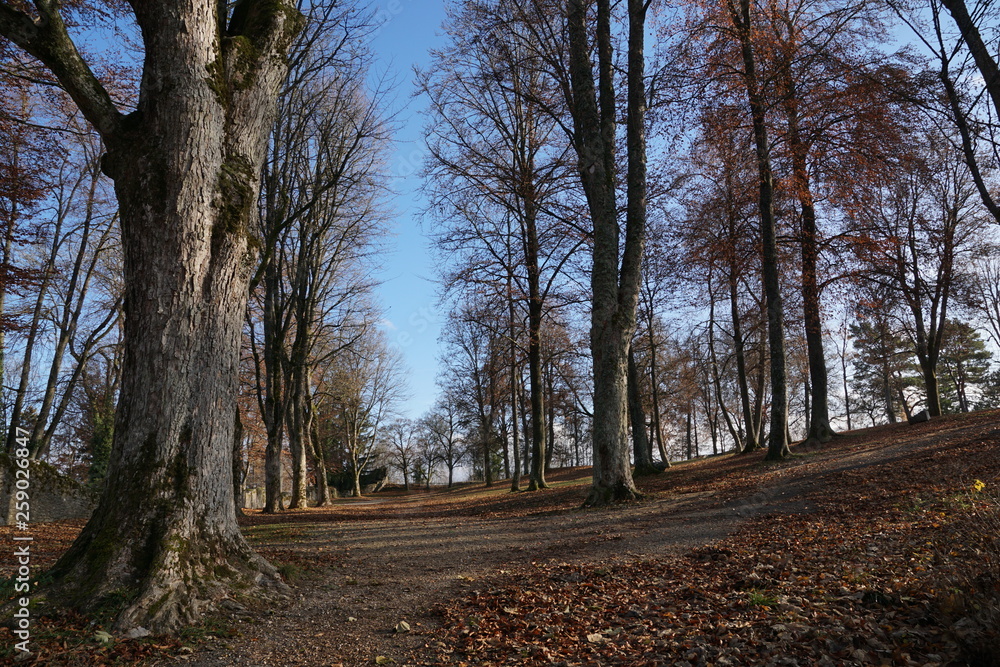Fototapeta premium Honberg hill with castle honburg in tuttlingen
