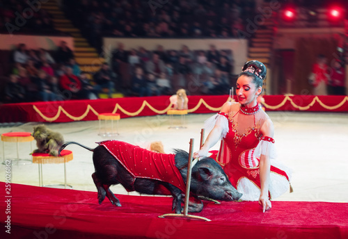 Performance of pigs in the circus.