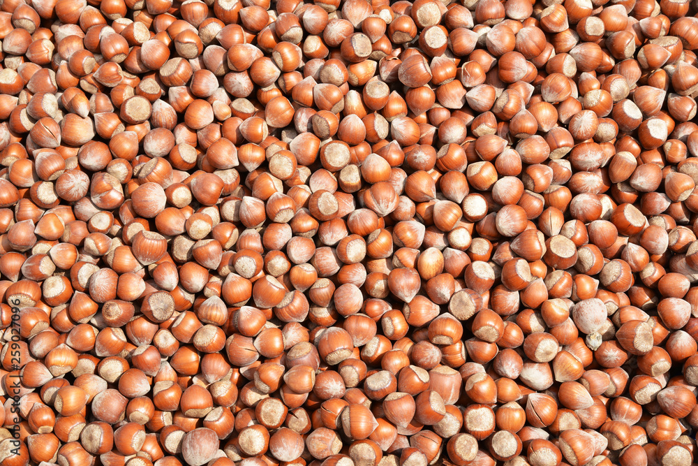 hazelnuts on background hazelnuts on background