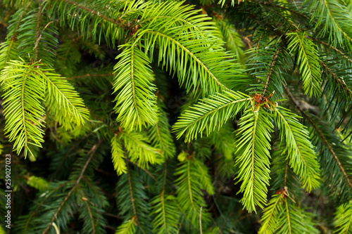 Closeup of douglas fir  Pseudotsuga menziesii  evergreen branches and needles