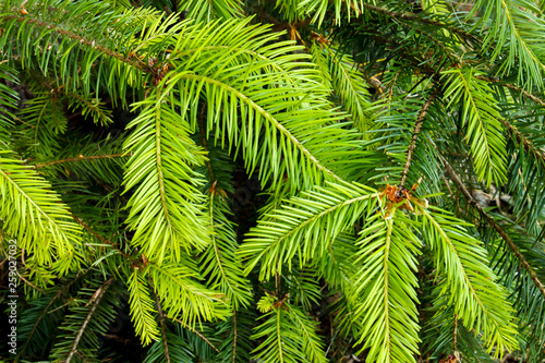 Closeup of douglas fir  Pseudotsuga menziesii  evergreen branches and needles