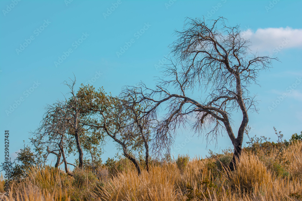 Árboles Árboles