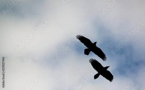 Silhouettes of two black ravens flying against a cloudy sky