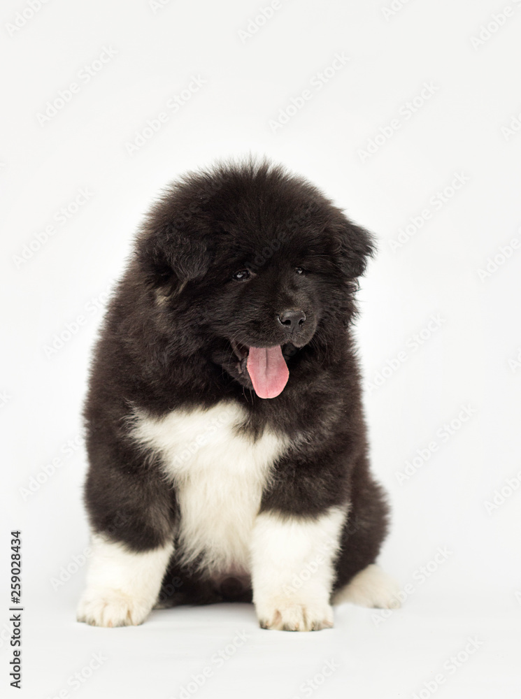 Obraz premium American Akita puppy looking on a white background
