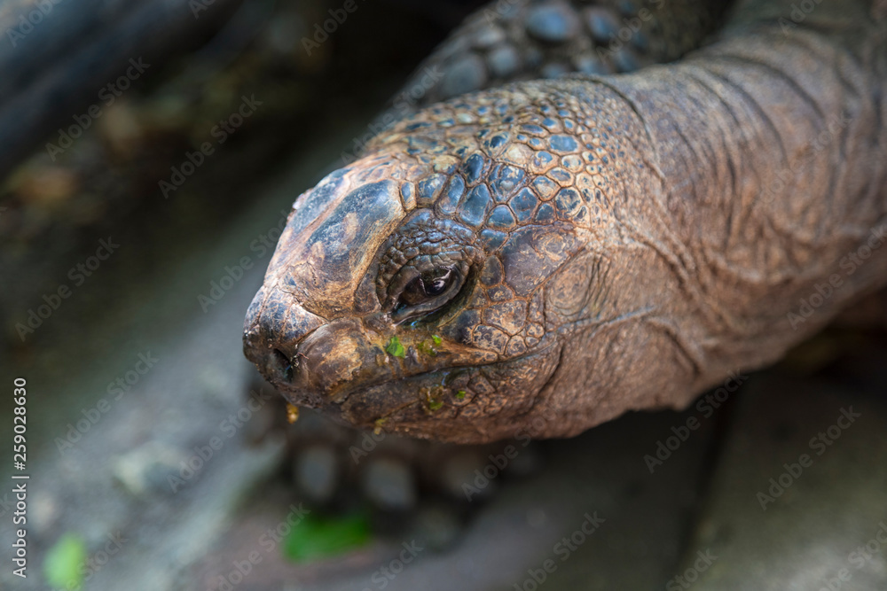 Aldabra giant turtle  ( Aldabrachelys gigantea )