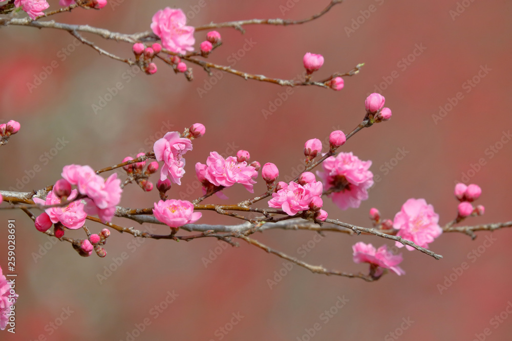 花桃 花桃