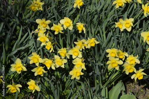 Blooming buds of daffodils in flower bed. © eleonimages