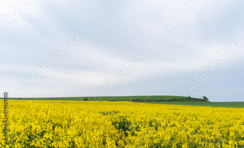 Field of yellow flowers under blue cloudy sky