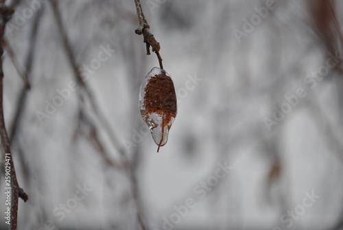 The Frozen Winter Branch