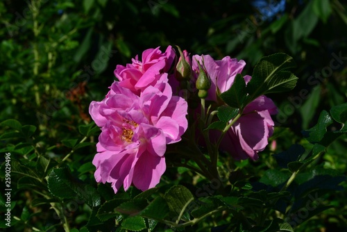 Flowers in the garden