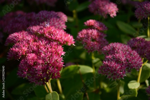 Flowers in the garden
