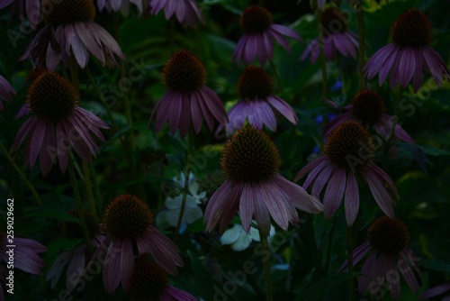 Flowers in the garden