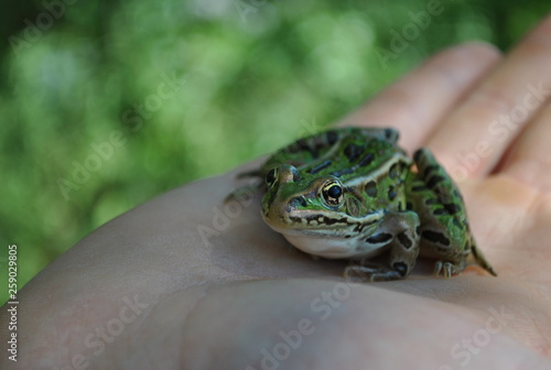 A frog on hand