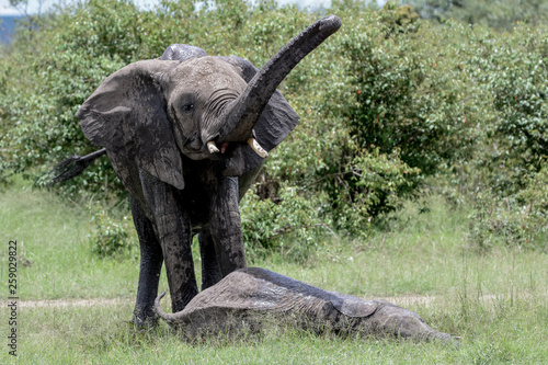 Portrait elephant in Tarangire photo