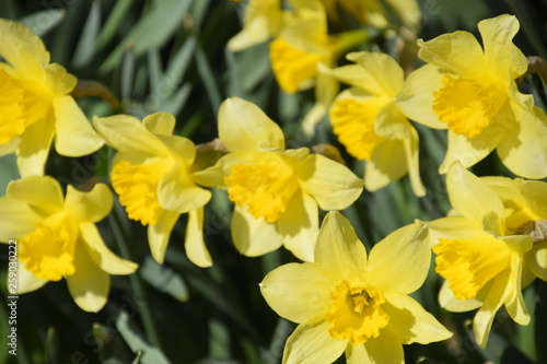 Fototapeta Naklejka Na Ścianę i Meble -  Blooming buds of daffodils in flower bed.