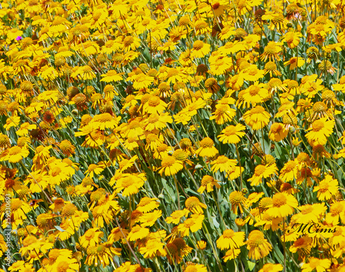 Nothing But Yellows