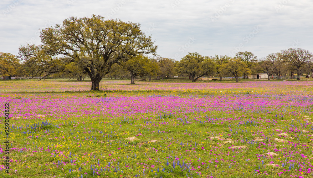 custom made wallpaper toronto digitalWildflowers and Live Oak trees in a field