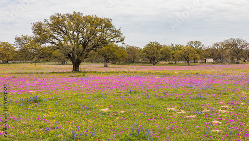 Wallpaper Mural Wildflowers and  Live Oak trees in a field Torontodigital.ca