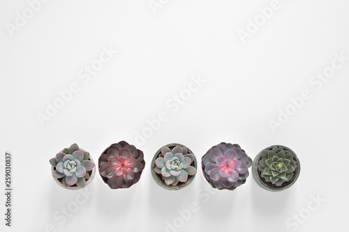 Green plants, different colors succulents, in cement concrete pots stand in a row on a white background. The concept of a flower shop, gifts for women and the protection of nature.