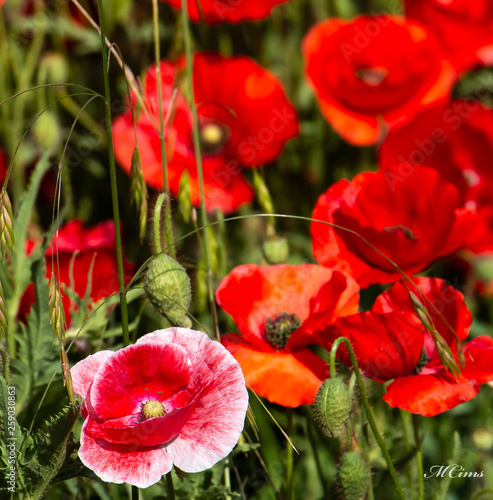 Springtime Poppies