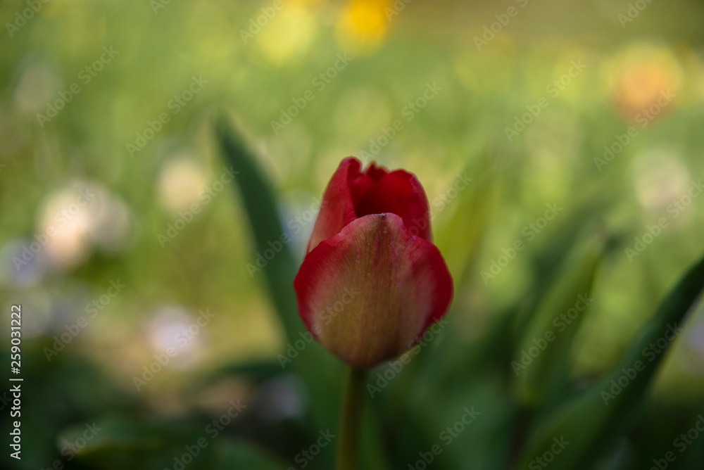 tulip on green background of grass
