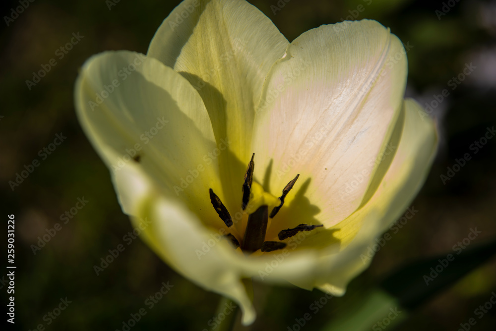 Fototapeta premium yellow flower
